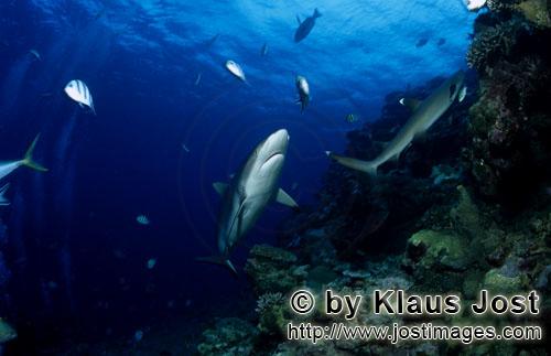 Grauer Riffhai/Gray reef shark/Carcharhinus amblyrhynchos        Gray reef shark and Whitetip reef s