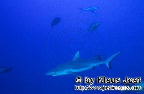 Grauer Riffhai/Gray reef shark/Carcharhinus amblyrhynchos        Gray reef shark (Carcharhinus ambl