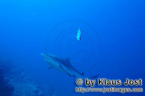 Grauer Riffhai/Gray reef shark/Carcharhinus amblyrhynchos        Gray reef shark (Carcharhinus ambly