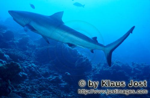 Grauer Riffhai/Gray reef shark/Carcharhinus amblyrhynchos        Gray reef shark (Carcharhinus ambl