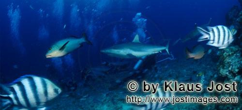 Grauer Riffhai/Gray reef shark/Carcharhinus amblyrhynchos        Gray reef shark (Carcharhinus amblyrhy