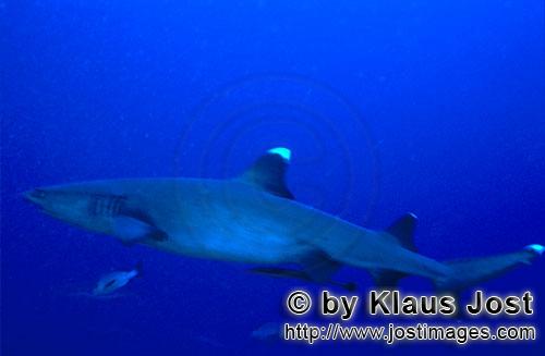 Weissspitzen-Riffhai/Whitetip reef shark/Triaenodon obesus        Whitetip Reef Shark (Triaenodon ob