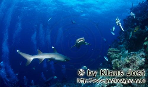 Weissspitzen-Riffhai/Whitetip reef shark/Triaenodon obesus        Whitetip reef shark        The 