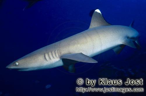 Whitetip reef shark/Triaenodon obesus        Whitetip Reef Shark (Triaenodon obesus)        The w