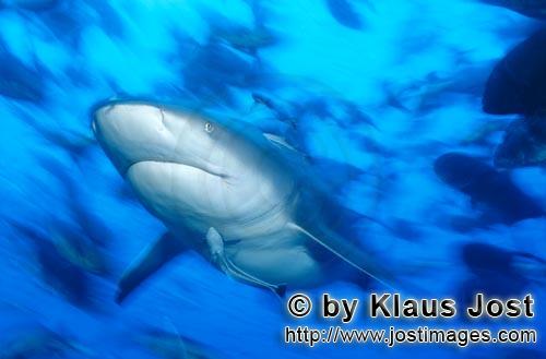 Bullenhai/Bull Shark/Carcharhinus leucas        Impressive Bull Shark portrait        Together with 