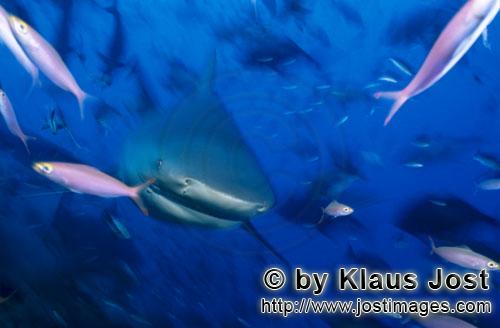 Bull Shark/Carcharhinus leucas        Bull Shark frontal        Together with the Tiger Shark and th