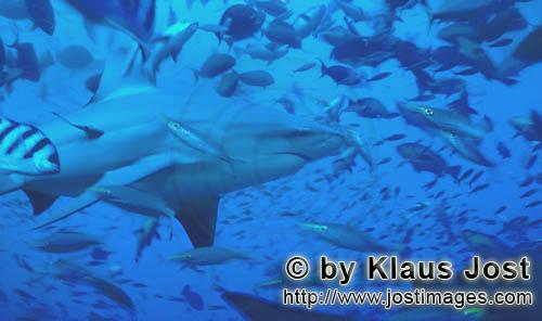 Bullenhai/Bull Shark/Carcharhinus leucas        Bull shark with reef fishes        Together with the