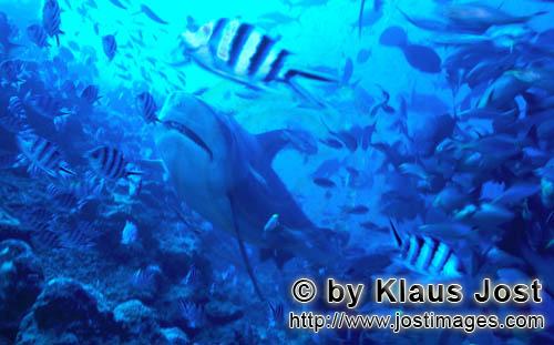 Bullenhai/Bull Shark/Carcharhinus leucas        Bull shark (Carcharhinus leucas)        Together wit