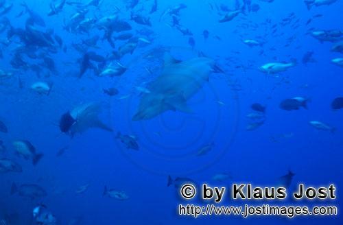 Bullenhai/Bull Shark/Carcharhinus leucas        Bull Shark (Carcharhinus leucas)	    