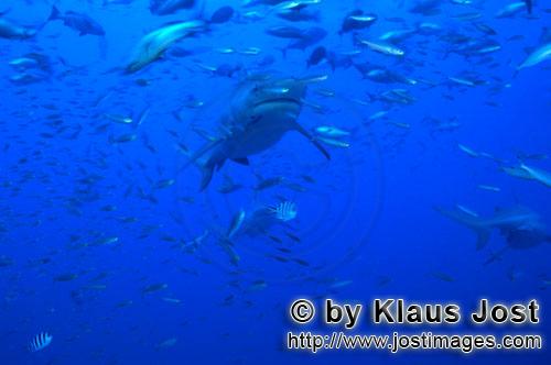 Bull Shark/Carcharhinus leucas        Bull shark in fish concentration        Together with the Tige