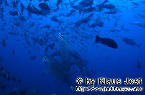 Bull Shark/Carcharhinus leucas        Three Bull Sharks (Carcharhinus leucas)        Together with t