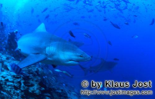 Bull Shark/Carcharhinus leucas        Bull shark swims towards open water        Together with the T