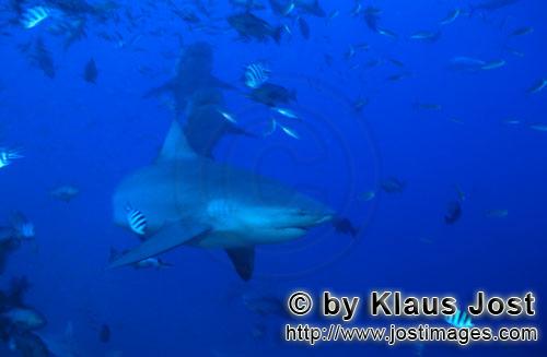Bullenhai/Bull Shark/Carcharhinus leucas        Three Bull sharks in open water        Together with