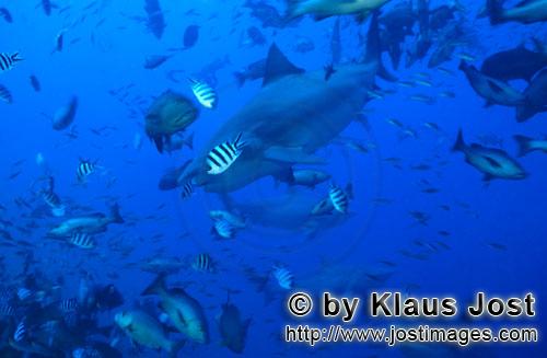 Bull Shark/Carcharhinus leucas        Bull sharks in fish concentration        Together with the Tig