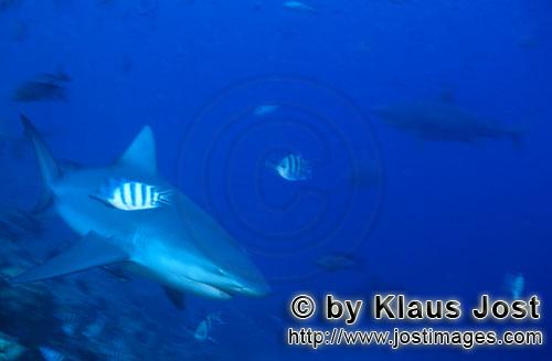 Bull Shark/Carcharhinus leucas        Bull shark on the reef border         Together with the Tiger 