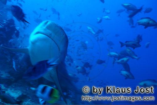 Bull Shark/Carcharhinus leucas        Bull Shark looks up        Together with the Tiger Shark and t