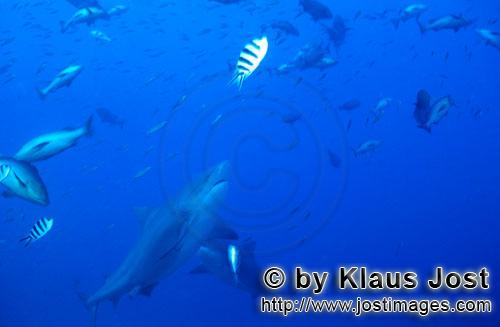 Bull Shark/Carcharhinus leucas        Bull shark swims up        Together with the Tiger Shark and t
