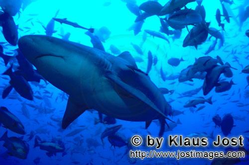 Bull Shark/Carcharhinus leucas        Bull Shark underside        Together with the Tiger Shark and 