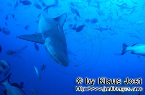 Bull Shark/Carcharhinus leucas        Bull shark dives        Together with the Tiger Shark and the 
