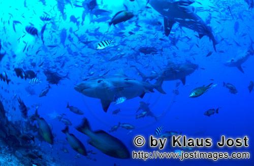 Bullenhai/Bull Shark/Carcharhinus leucas        Bull sharks in fish concentration        Together wi