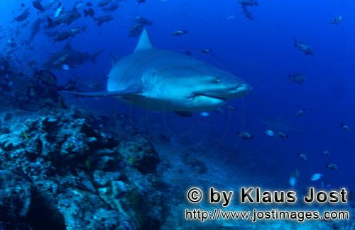 Bull Shark/Carcharhinus leucas        Bull shark patrols on the reef slope         Together with the