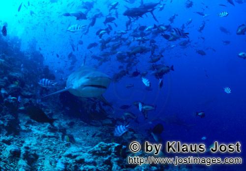 Bull Shark/Carcharhinus leucas        Bull shark in the coral reef        Together with the Tiger Sh