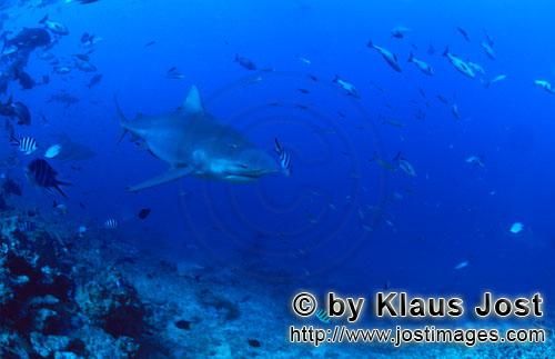 Bull Shark/Carcharhinus leucas        Bull shark patrols at the reef edge        Together with the T
