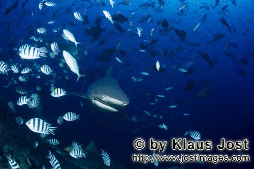 Bullenhai/Bull Shark/Carcharhinus leucas        Bull shark in fish concentration        Together wit