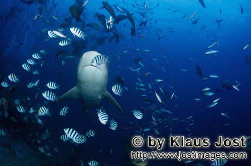 Bullenhai/Bull Shark/Carcharhinus leucas        Bull shark underside        Together with the Tiger 