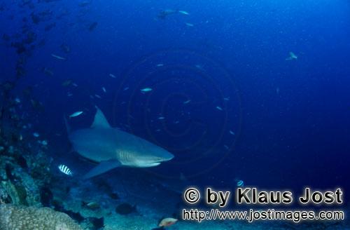 Bull Shark/Carcharhinus leucas        Bull shark at the reef edge/b>        Together with the Tiger Shar