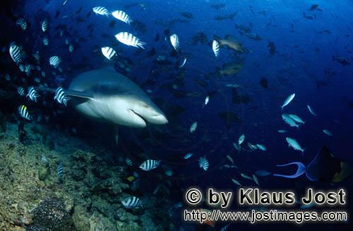 Bullenhai/Bull Shark/Carcharhinus leucas        Bull Shark        Together with the Tiger Shark and 