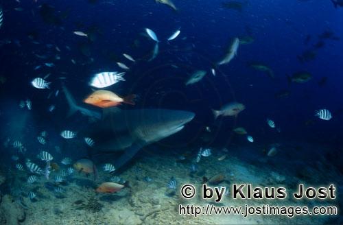 Bull Shark/Carcharhinus leucas        Bull shark on the reef        Together with the Tiger Shark an