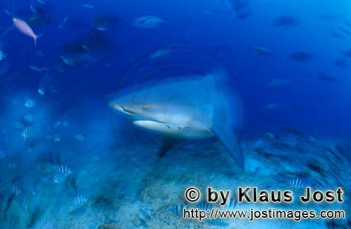 Bull Shark/Carcharhinus leucas        Bull Shark on the reef        Together with the Tiger Shark an