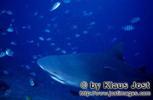 Bull Shark/Carcharhinus leucas        Bull Shark (Carcharhinus leucas)        Together with the Tige