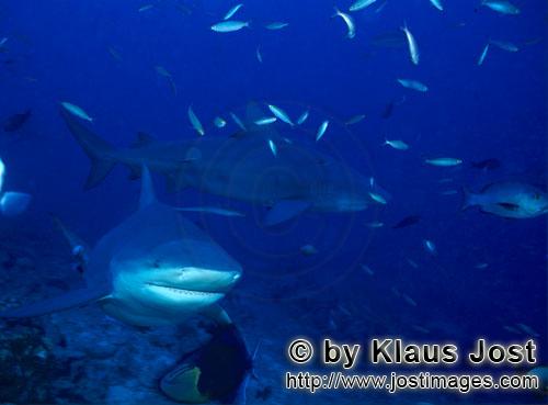 Bull Shark/Carcharhinus leucas        Two Bull Sharks (Carcharhinus leucas)        Together with the