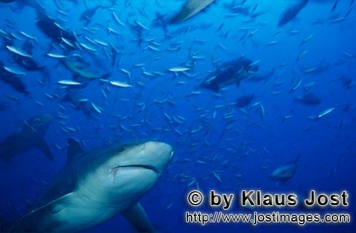 Bull Shark/Carcharhinus leucas        Bull Shark surrounded by reef fish         Together with the T