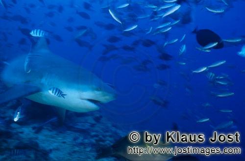Bull Shark/Carcharhinus leucas        Bull shark above the reef floor        Together with the Tiger