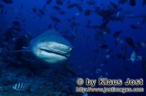 Bullenhai/Bull Shark/Carcharhinus leucas        Bull Shark frontal        Together with the Tiger Sh