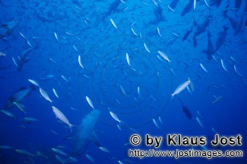 Bull Shark/Carcharhinus leucas        Bull shark in fish concentration        Together with the Tige