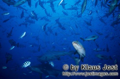 Bullenhai/Bull Shark/Carcharhinus leucas        Bull sharks in a high concentration of fish        T