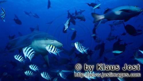 Bullenhai/Bull Shark/Carcharhinus leucas        Bull shark and reef fishes        Together with the 