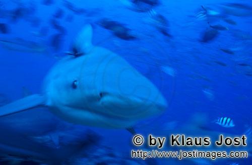Bull Shark/Carcharhinus leucas        Bull Shark frontal        Das Shark Reef in der Beqa Lagoon fa
