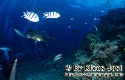 Bull Shark/Carcharhinus leucas        Young bull shark with giant trevally        Together with the 