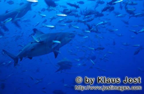 Bullenhai/Bull Shark/Carcharhinus leucas    Bullenhaie umgeben von Fischen  Bull Shark    Der Stierhai o