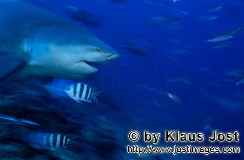 Bull Shark/Carcharhinus leucas        Side bull shark portrait        Together with the Tiger Shark 