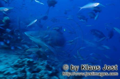 Bullenhai/Bull Shark/Carcharhinus leucas    Bullenhaie umkreisen Taucher  Bull Sharks  Der Stierhai ode