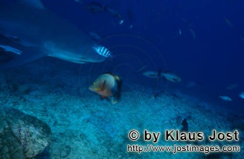 Bullenhai/Bull Shark/Carcharhinus leucas        Bull shark comes to the reef        Together with th