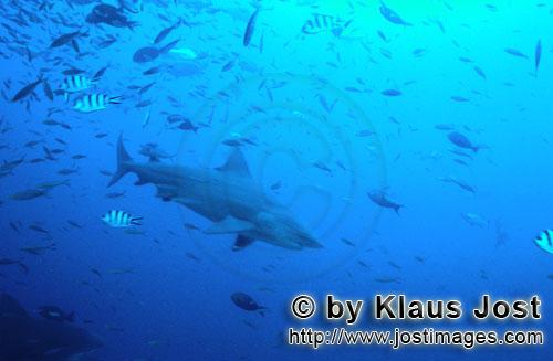 Bullenhai/Bull Shark/Carcharhinus leucas    Bullenhai vor dem Riff    Der Stierhai oder gemeine Grundha
