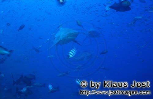 Bullenhai/Bull Shark/Carcharhinus leucas    Bullenhaie umringt von Fischen  Bull Sharks    Der Stierhai 