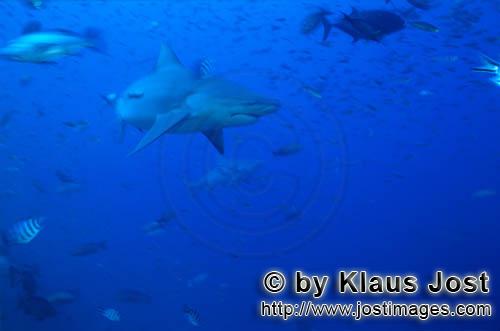 Bullenhai/Bull Shark/Carcharhinus leucas    Bullenhaie und Rifffische  Bull Sharks    Der Stierhai oder 